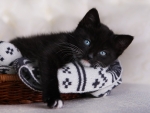Black kitten