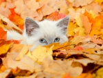 Autumn Kitten