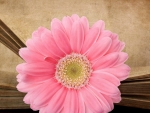 *pink flower*