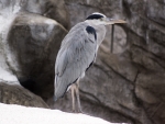 Gray heron