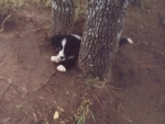 border collie puppy