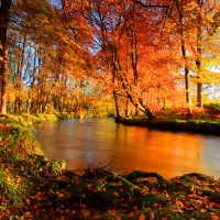 Forest river in autumn