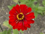 Zinnia