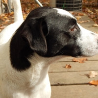 Jack Russell Terrier - Max