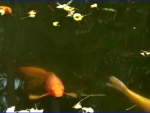 gold fish in pond