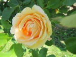 Yellow Rose