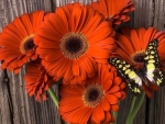 Gerbera with Butterfly