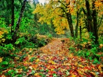 Colorful Autumn Path