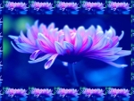 Blue Dahlia