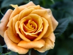 Yellow-gold Rose F1C