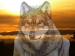 Sunset Wolves II