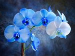 Blue Orchids