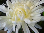 White soft flower