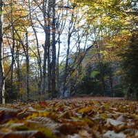 A pathway through forest