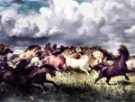 Capturing Wild Horses 