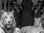 White Tigers
