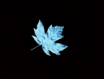My Blue Leaf