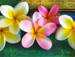 Plumeria
