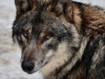 GRAY WOLF