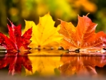 Autumn Leaves