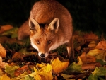 Fox at Fall