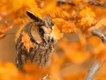 owl in the fall leaves