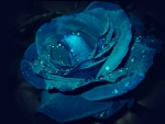 Blue Rose