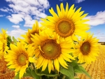 Country Sunflowers