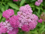 Spiraea japonica