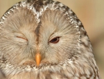 ~  Owl you all doing? ~