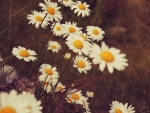 Daisies