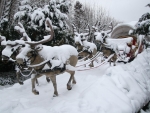 Reindeers and sleigh into the snow