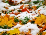 First Snow in late Autumn