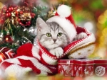 Christmas Kitten