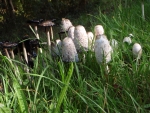 Lace Toadstools