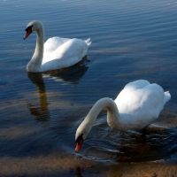 Pair of Swans