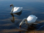 Pair of Swans
