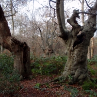 Burnham Beeches 2