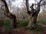 Burnham Beeches 2