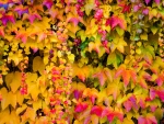 Autumn Vines