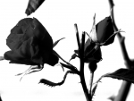 Black Roses