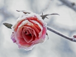 Winter Rose