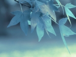 Blue Leaves
