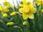 Daffodils