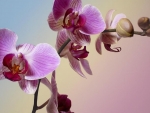 Orchids