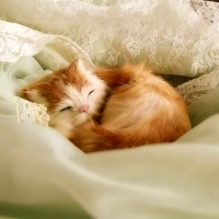Sleeping Kitten