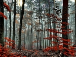 foggy autumn forest