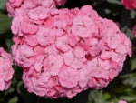 Dianthus