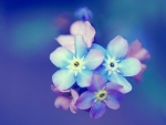 Forget me Not