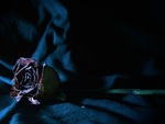 Dark Rose